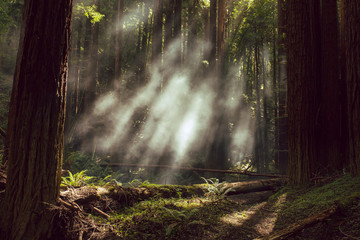 Fog and light rays in the redwood forests of Northern California - obrazy, fototapety, plakaty
