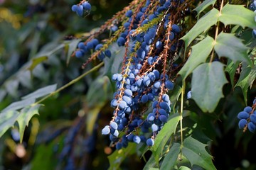 Blue berries and green leafs of mahonia acquifolium