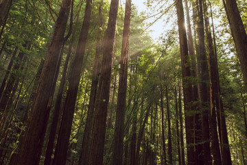 Fog and light rays in the redwood forests of Northern California