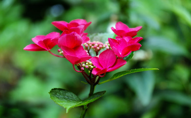 Pink hydrangea in the garden