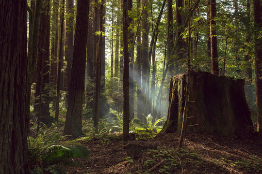Fog and light rays in the redwood forests of Northern California © Jeremy Francis
