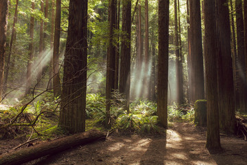 Fog and light rays in the redwood forests of Northern California - 272875230