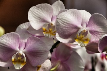 Naklejka na ściany i meble Phalenopsis Orchid plants in the garden in Spring