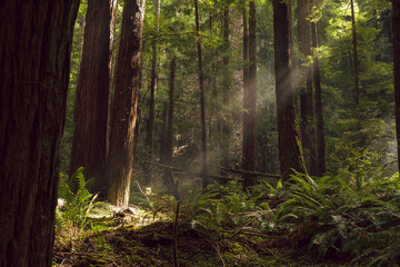 Fog and light rays in the redwood forests of Northern California - obrazy, fototapety, plakaty