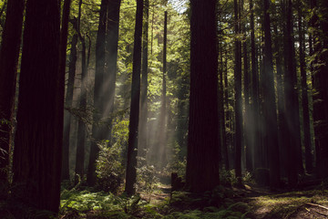 Fototapeta na wymiar Fog and light rays in the redwood forests of Northern California