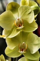 Phalenopsis Orchid plants in the garden in Spring