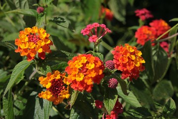 yellow,orange and red flowers of Lantana camara plant