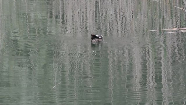 la toeletta dello svasso maggiore