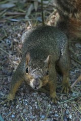Portrait of a curious grey squirrel approaching and looking at the camera