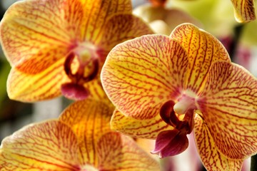 Fototapeta na wymiar Phalenopsis Orchid plants in the garden in Spring