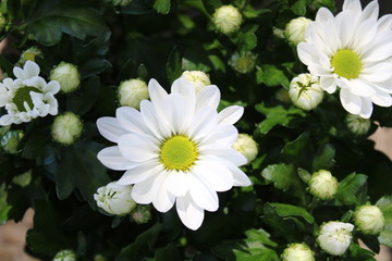 Beautiful bush with chrysanthemum