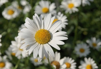 chrysanthemum leucanthemum blossoming on meadow