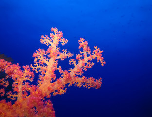 Fototapeta na wymiar Underwater world in deep water in coral reef and plants nature flora in blue world marine wildlife, travel nature beauty exploration in diving trip, recreation ocean sea dive. Fish, corals,creatures