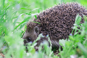 hedgehog in the grass close-up
