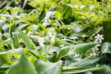 Lily of the valley convallaria majalis flowers in the forest. Summer closeup. Green leaves and white flowers.