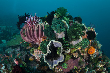 A colorful set of corals and other marine invertebrates grow on a healthy coral reef in Komodo National Park, Indonesia. This tropical region is a popular destination for scuba divers and snorkelers.