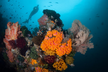 Naklejka na ściany i meble A diver explores a vibrant coral reef in Komodo National Park, Indonesia. This region harbors extraordinary marine biodiversity and is a popular destination for divers and snorkelers.