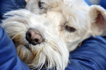 small white dog pet grasped in arms on laps