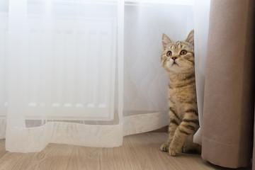 Scottish kitten hiding behind white tulle. Playful striped kitten, Red Cat