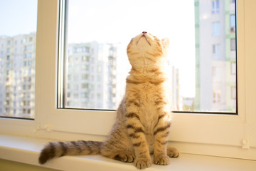 Kitten basking in the rays of the sun, red cat © Maryna