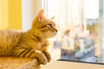 Kitten basking in the rays of the sun, red cat