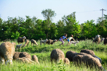 The girls attach a flock of sheep slowly so they would not be scared. Organic way of producing healthy meat.