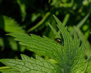 The colorful leaf beetle wanders around a green leaf of young wild plants of cannabis.