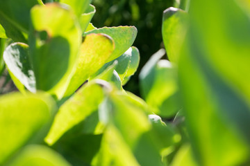 Green leaves macro photo. Natural close up photo.