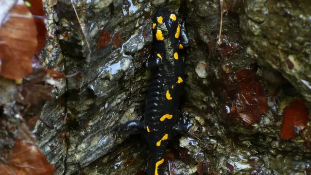 Salamander Image Black Reptile with Yellow Spots Climbing a Wet Rock