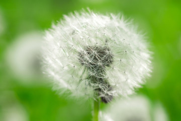 dandelion close-up macro on natural background