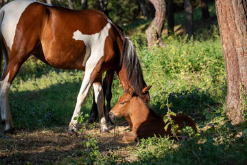 Horse Family, Mother and Father Baby Horse