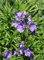 lila flowers of CampaNULA PLANT IN A GARDEN