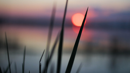 beautiful grass at sunset