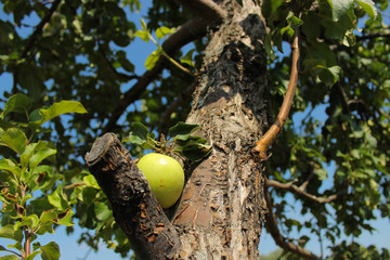 apple tree with ripe, mellow, mature green (yellow) apples against the blue sky
