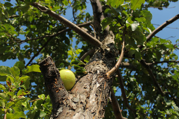 apple tree with ripe, mellow, mature green (yellow) apples