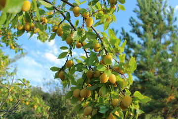 yellow ripe plums on a tree (on a branch) against a blue sky