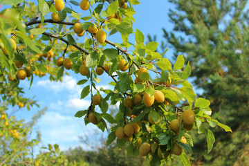 yellow ripe plums on a tree (on a branch) against a blue sky