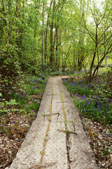 Long wooden plank path leads into lush woodland in springtime