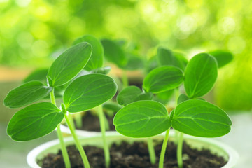 seedling leaves of cucumber closeup of agriculture