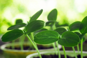 seedling leaves of cucumber closeup of agriculture