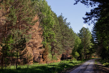 Pines affected during a fire in the Siberian forest. Forest road.