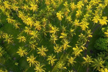 Aerial view on the palm forest. Landscape from a drone. Forest from air as a background.