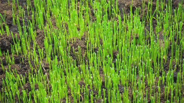 Concept of agriculture and plants. Young grass sprouts grow from the ground