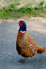 freilebender Fasan im bayerischen Wald 