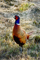freilebender Fasan im bayerischen Wald 