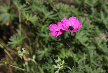 purple flowers of geranium Cinereum  plant close up
