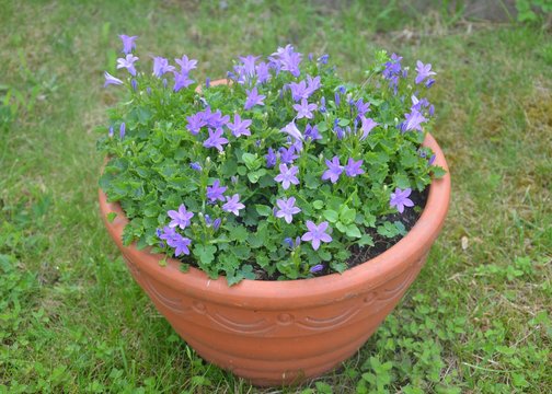 Zwergglockenblume - Campanula cochleariifolia - lila bl&uuml;hend im Blumentopf - Pflanztopf