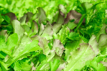 fresh salad lettuce texture background