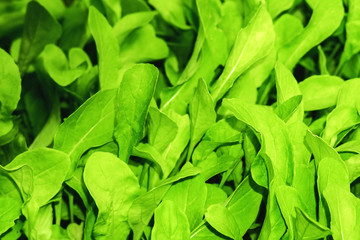 green salad arugula background texture