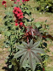 Ricin commun (Ricinus communis) cultivé comme plante ornementale